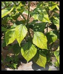 Daun