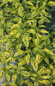 Daun