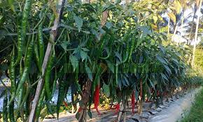 Daun