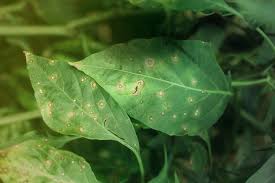 Daun