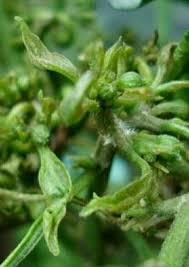 Daun